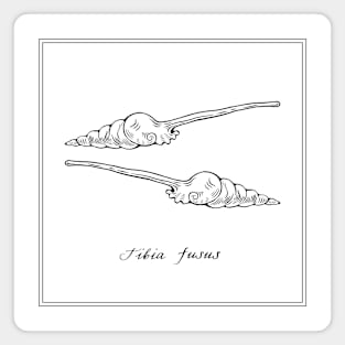 Spindle Tibia or Tibia Fusus. Black and white illustration. Magnet